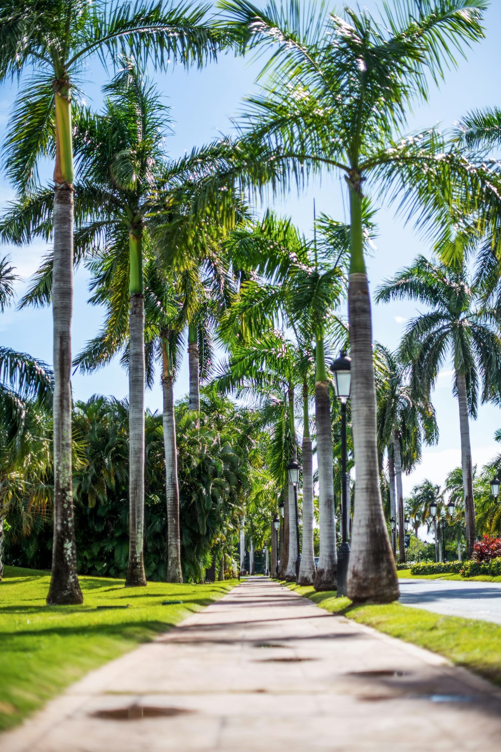 a pathway lined with palm trees on a sunny day