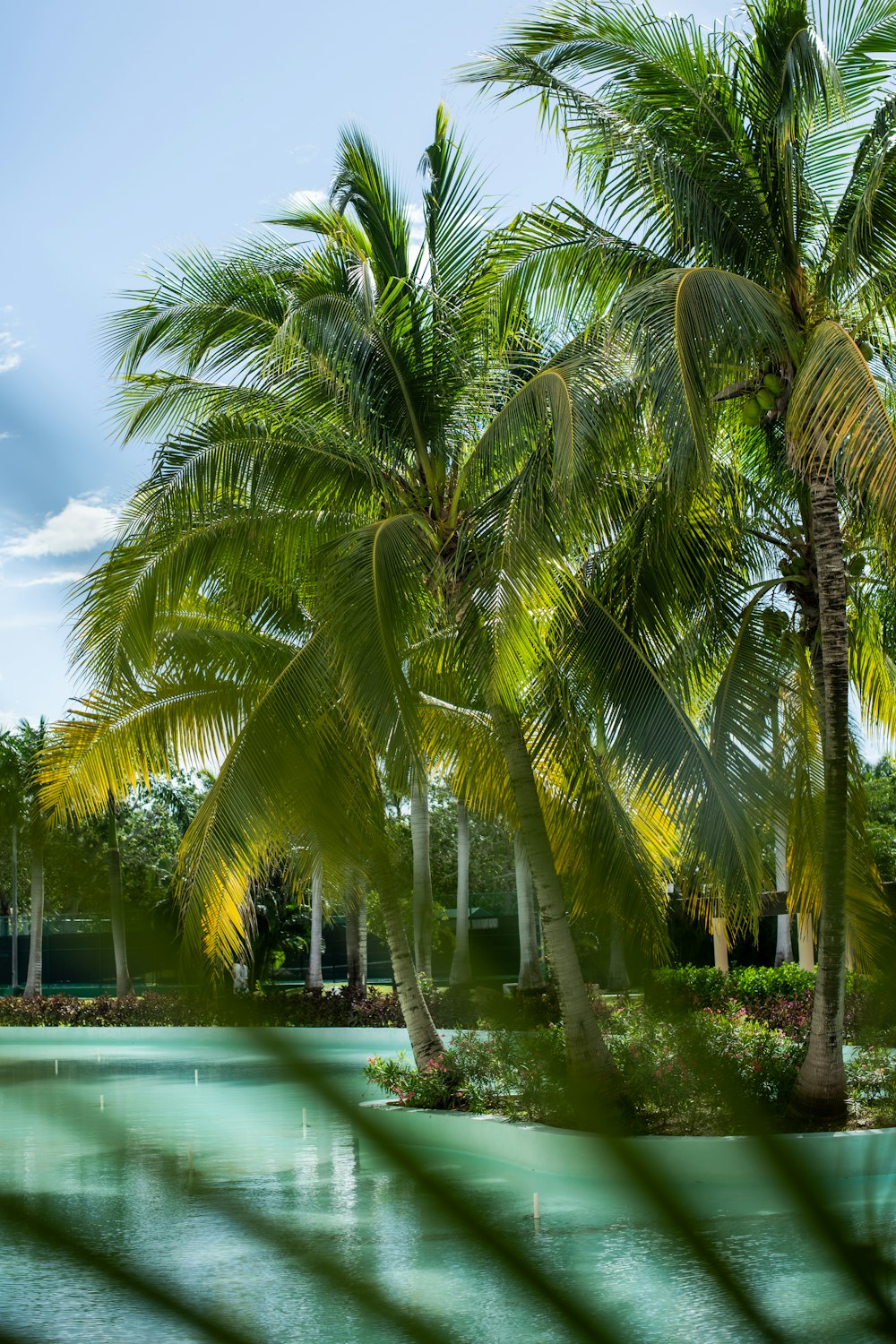 a pool surrounded by palm trees with a blue sky in the background