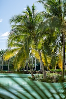 a pool surrounded by palm trees in a tropical setting