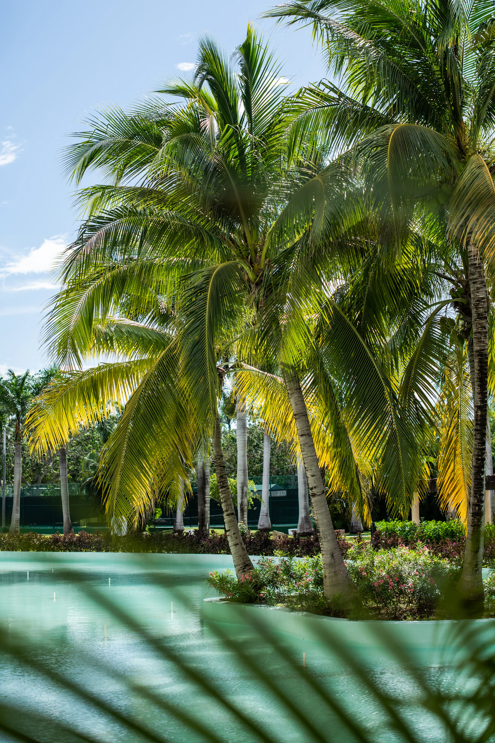 A pool surrounded by palm trees
