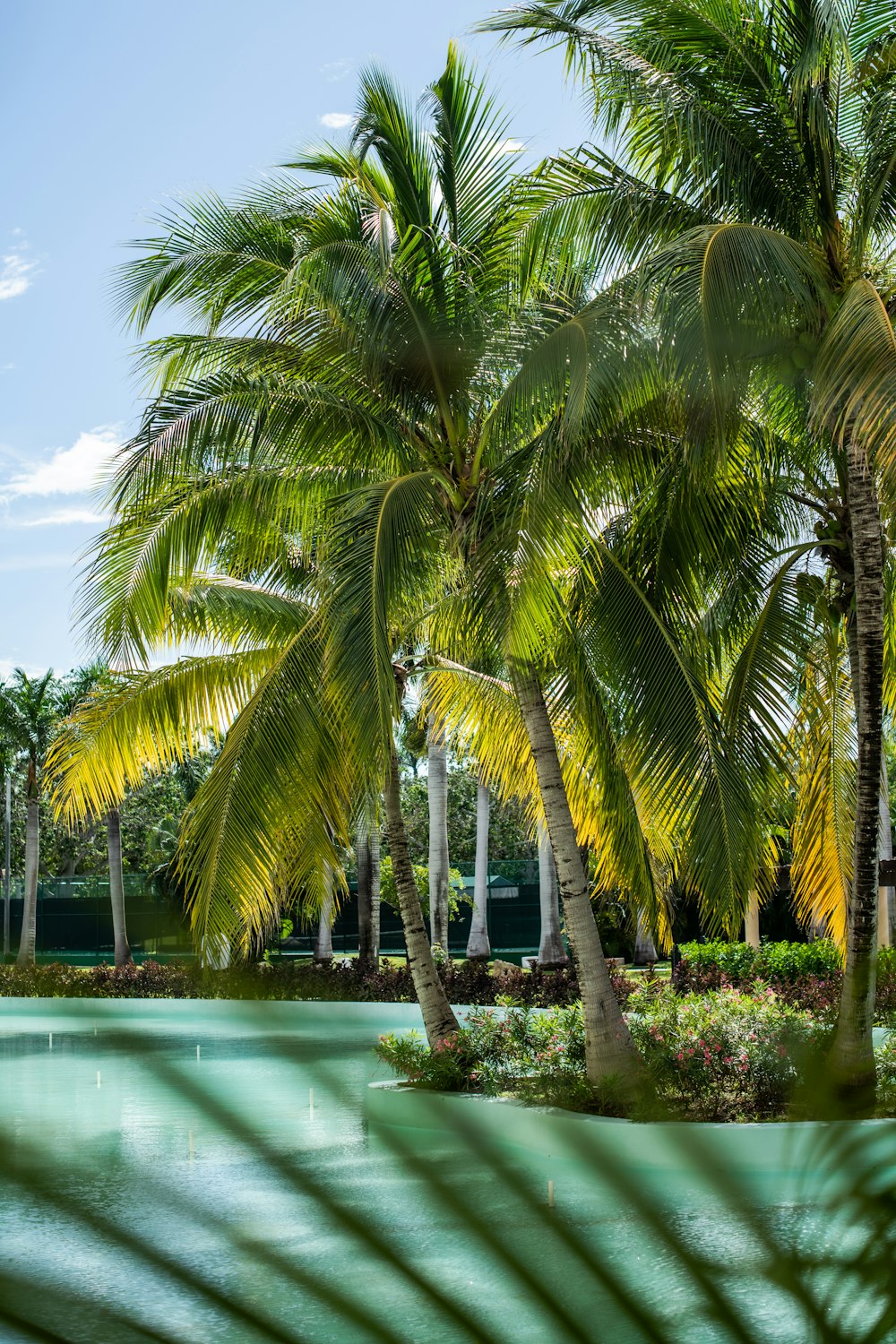 a pool surrounded by palm trees in a tropical setting