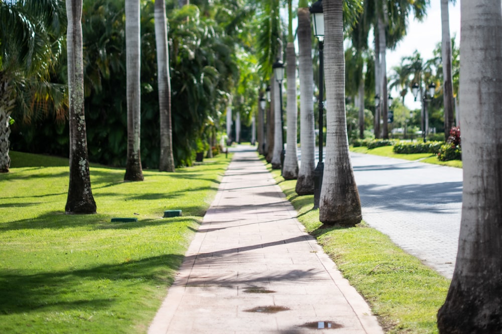 a sidewalk lined with palm trees on a sunny day