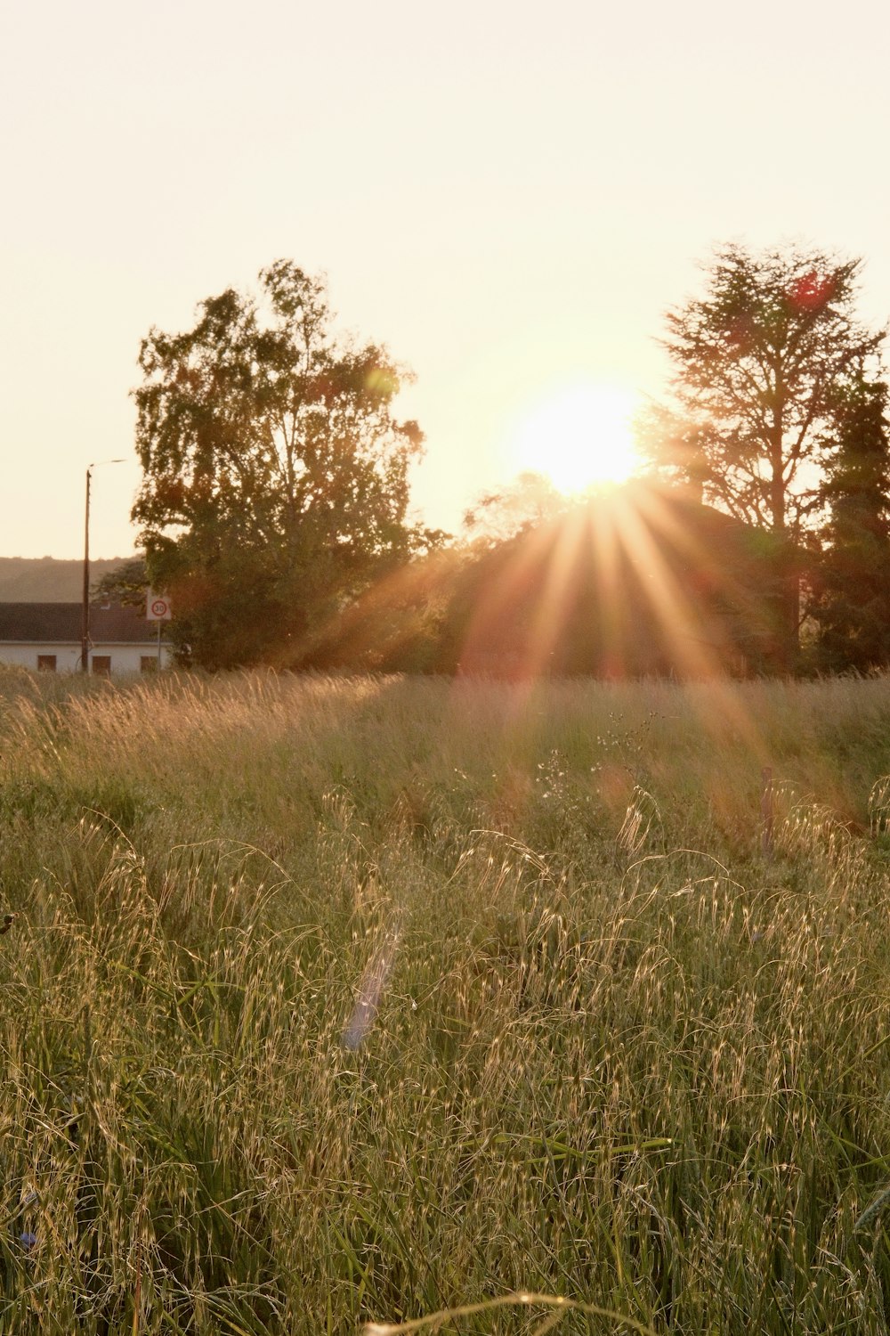 the sun is setting over a field of tall grass