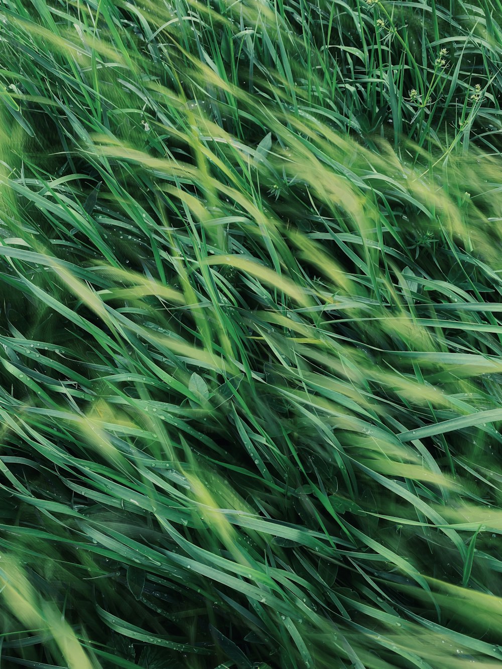 green grass blowing in the wind on a sunny day