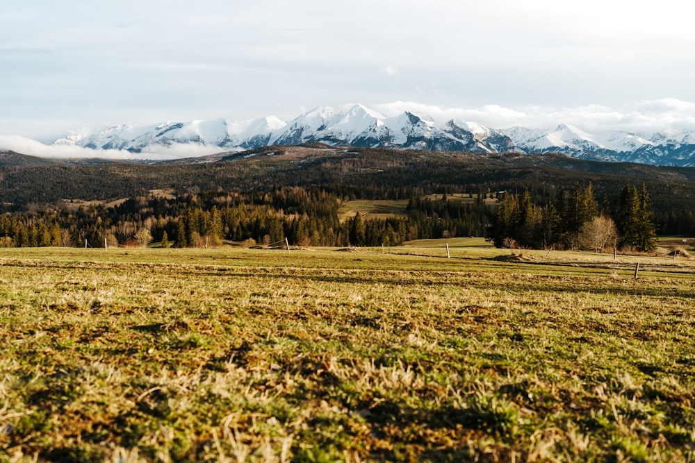 a grassy field with mountains in the background