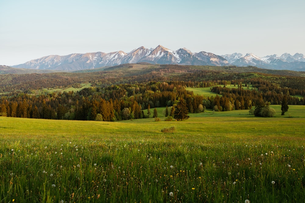 a grassy field with mountains in the background