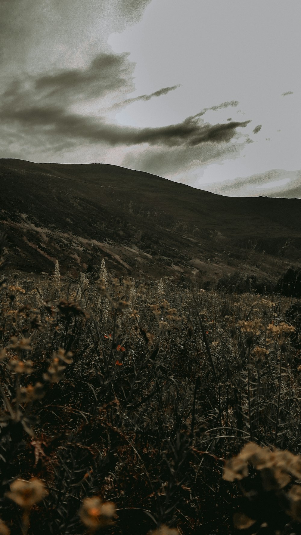 a black and white photo of a field