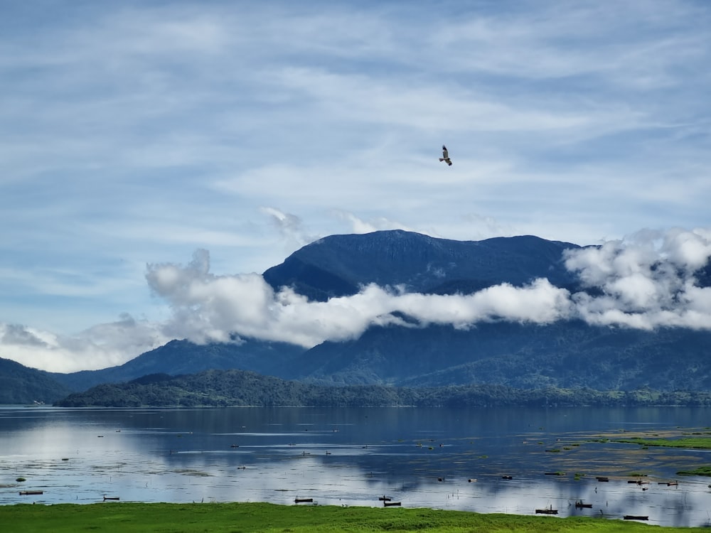 a bird flying over a large body of water