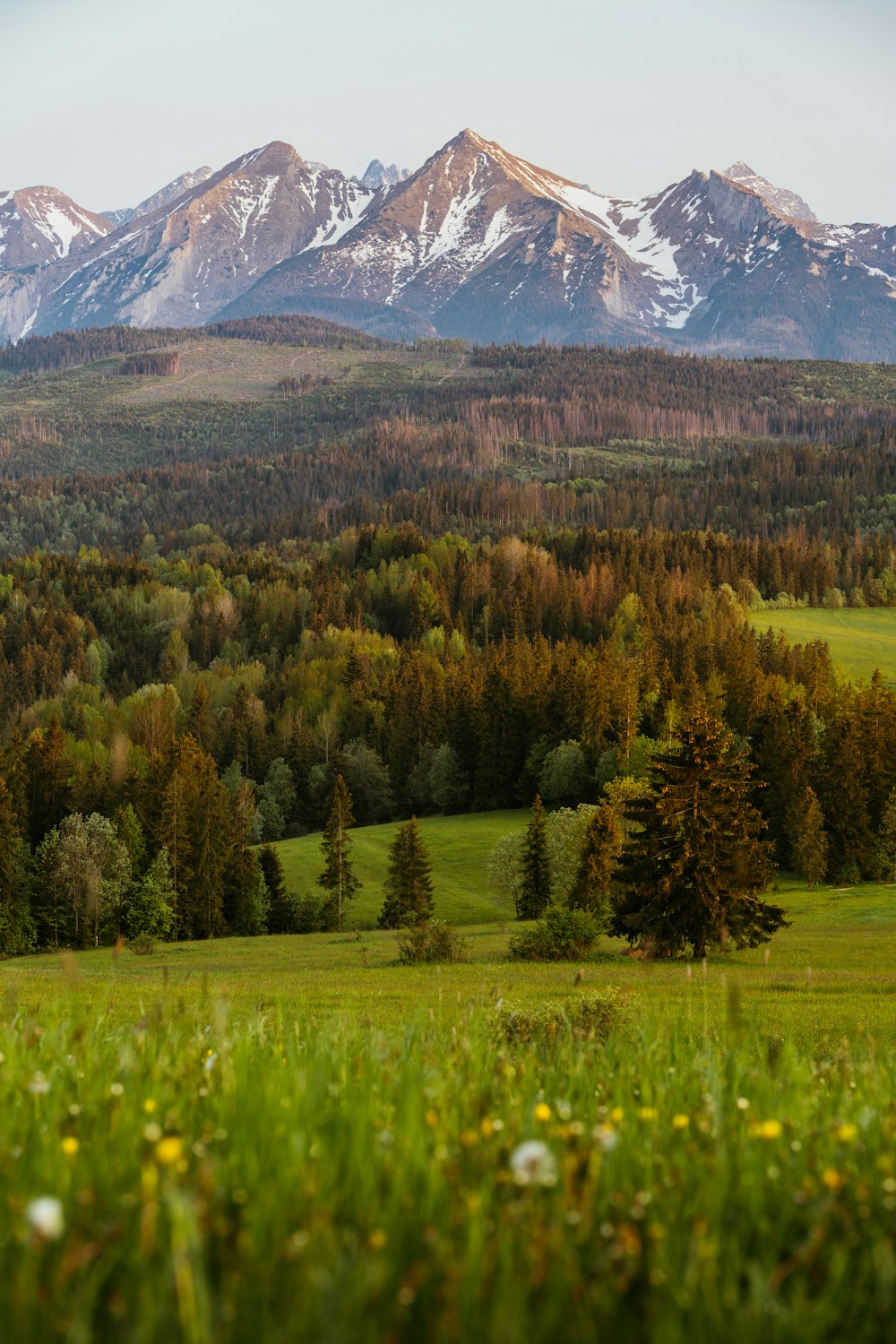 a view of a mountain range with trees in the foreground