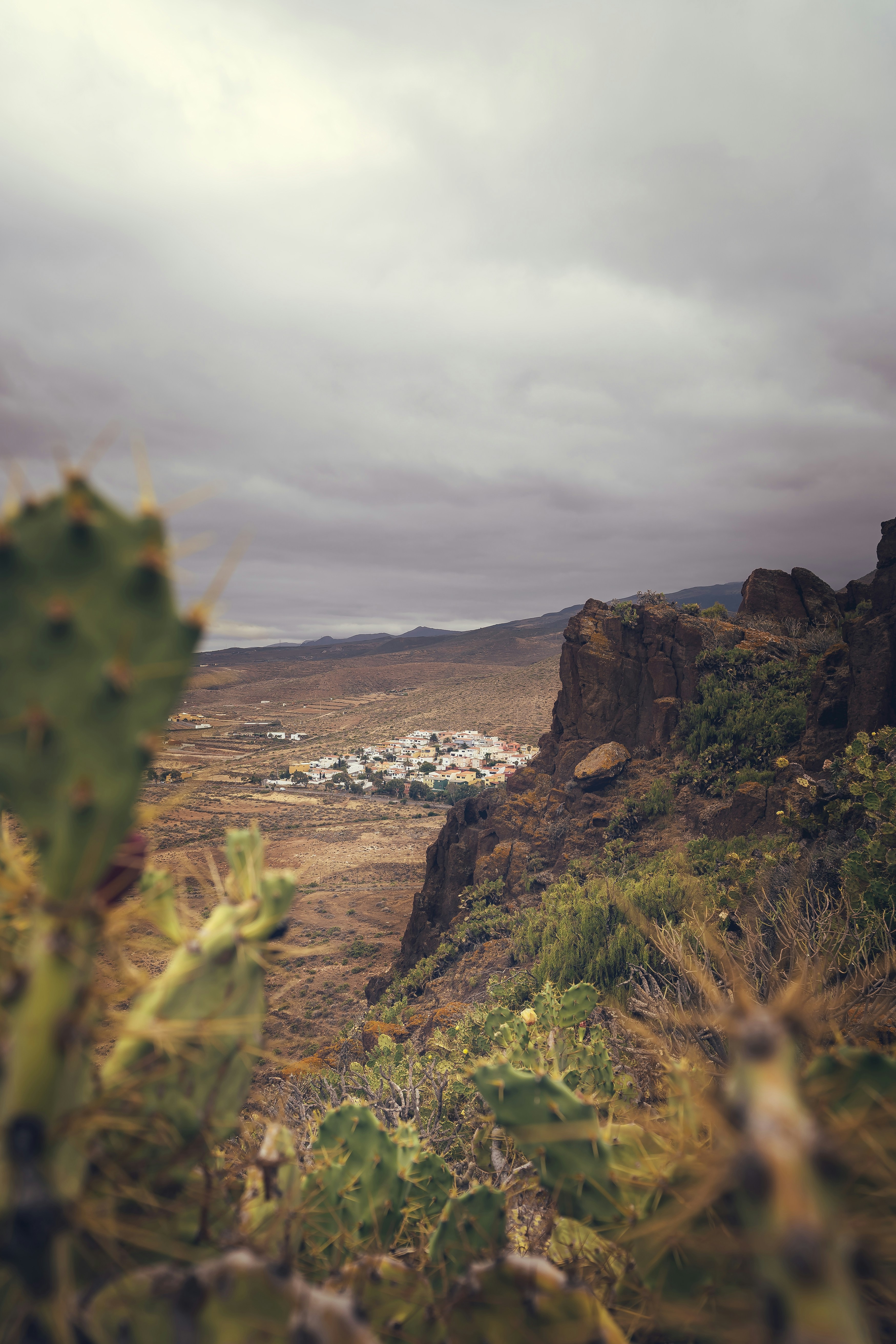 a cactus in the foreground with a small town in the distance