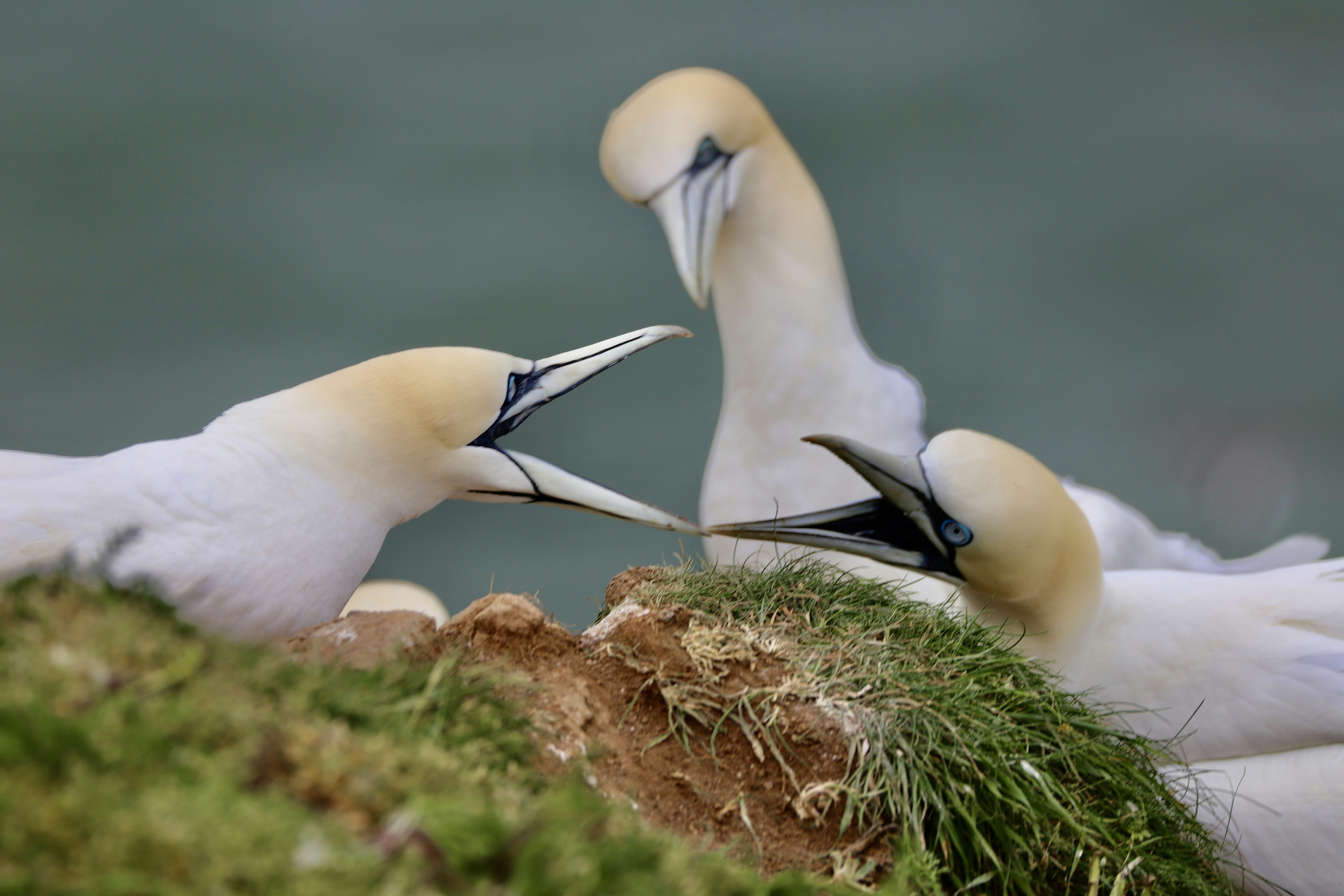 Photo by puffinadventures