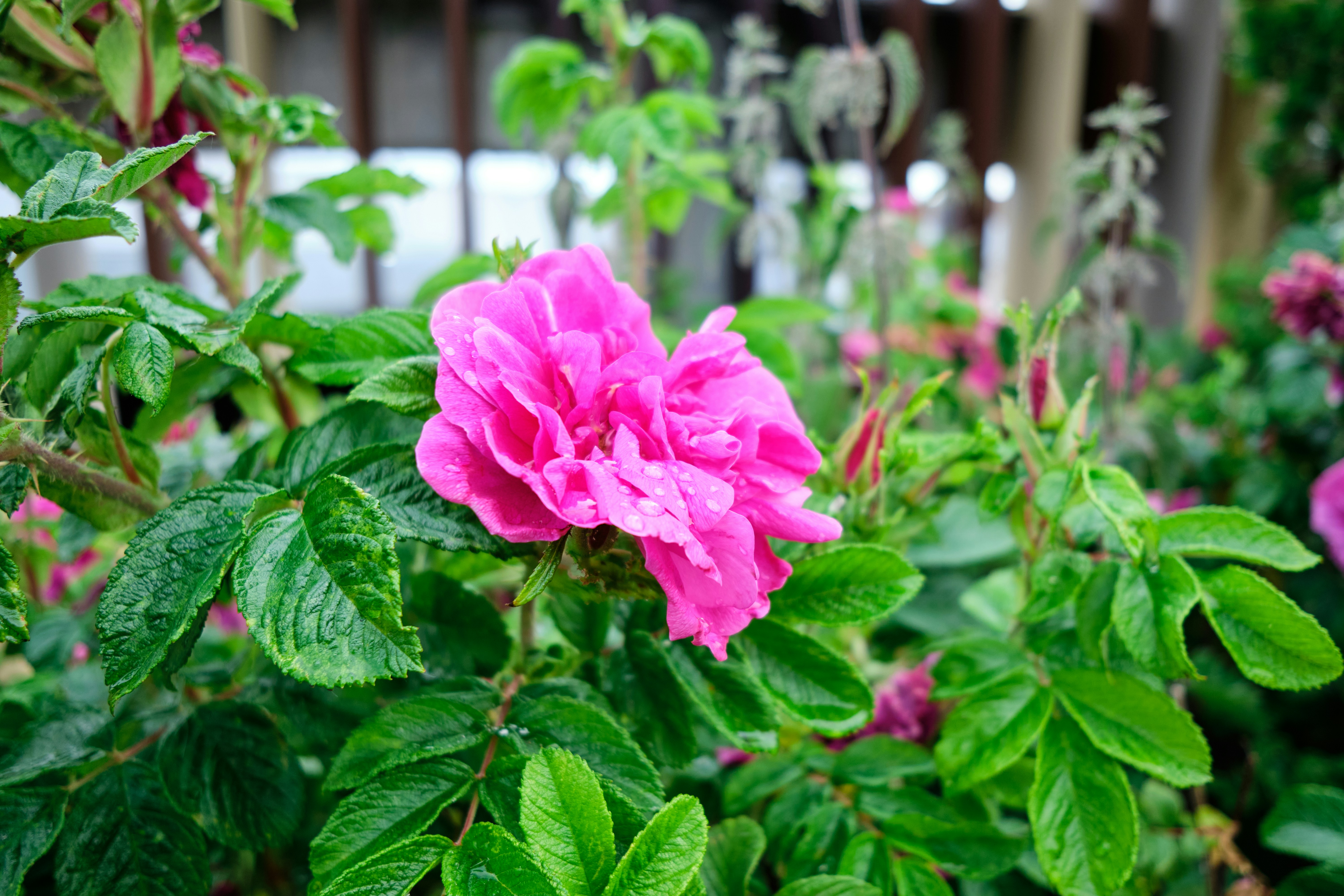 Photo by frostroomhead