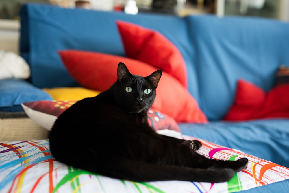 a black cat is sitting on a colorful pillow
