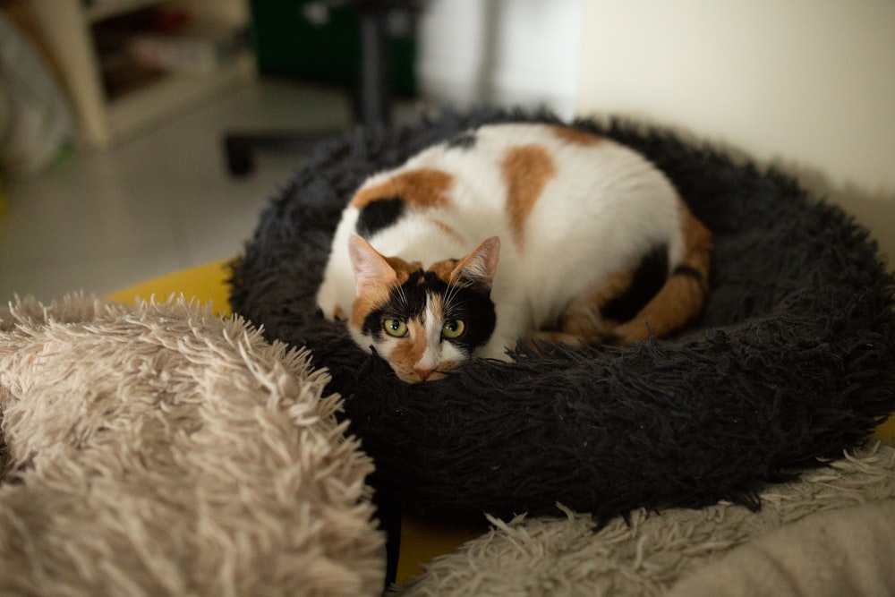 a cat is sitting in a bed on the floor