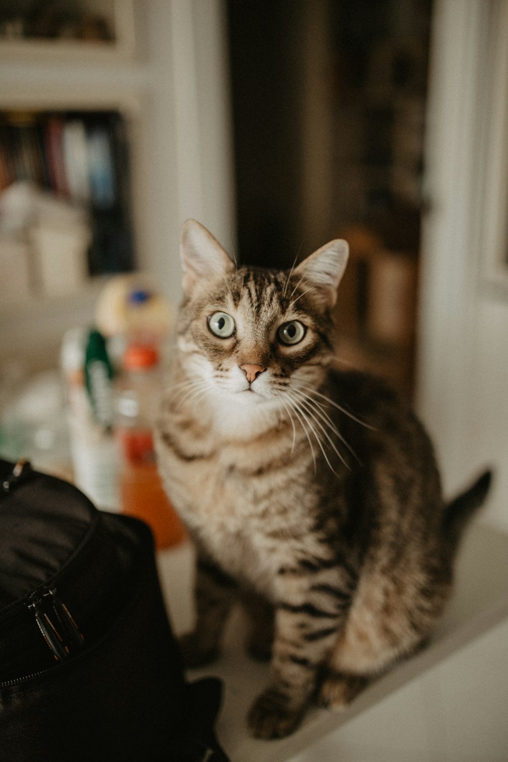 a cat sitting on top of a counter next to a bag