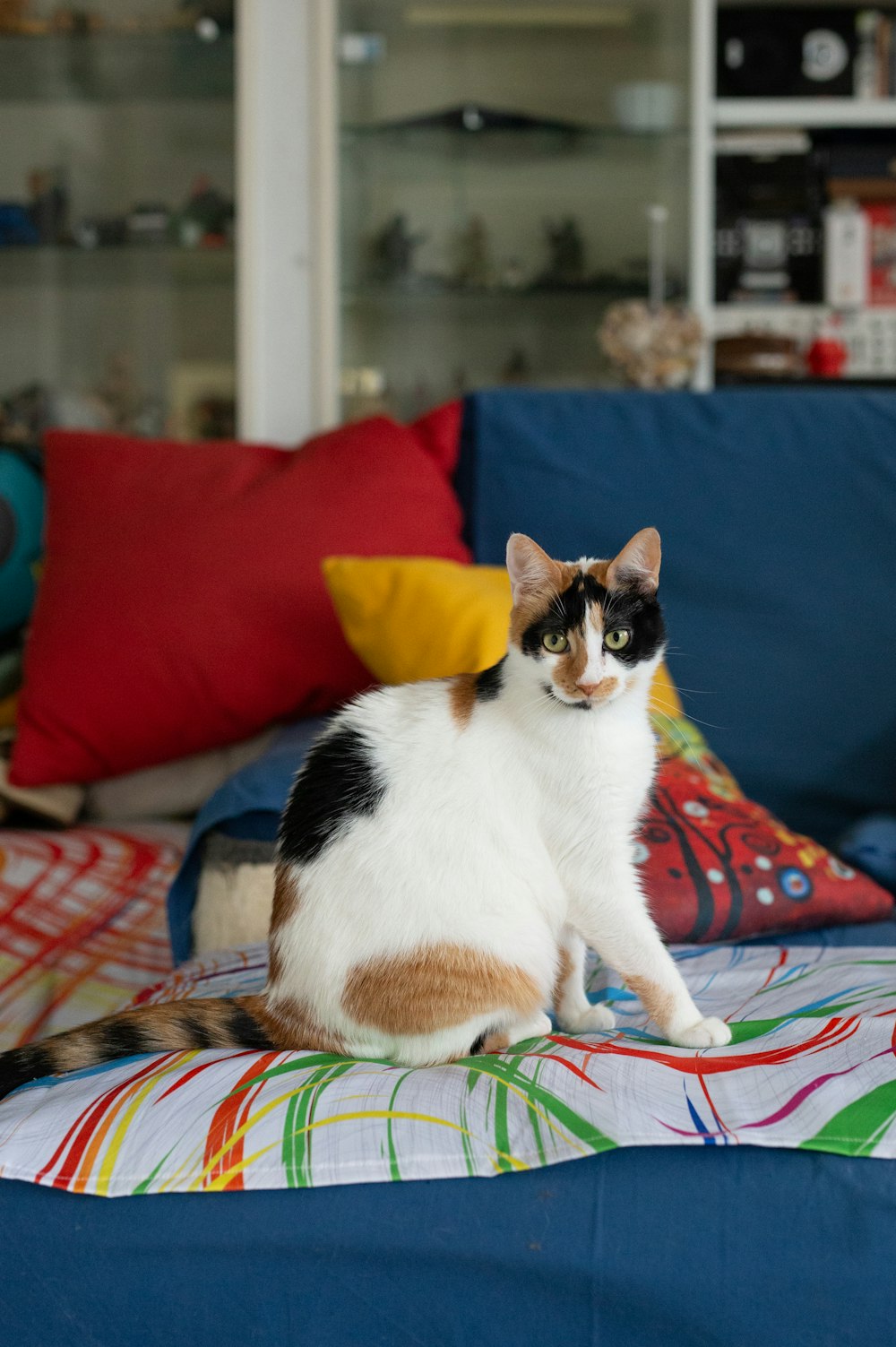 a cat sitting on top of a bed next to pillows