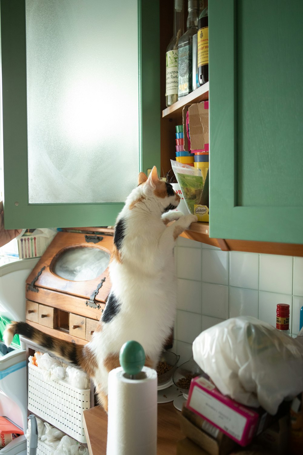 a cat standing on its hind legs in a kitchen