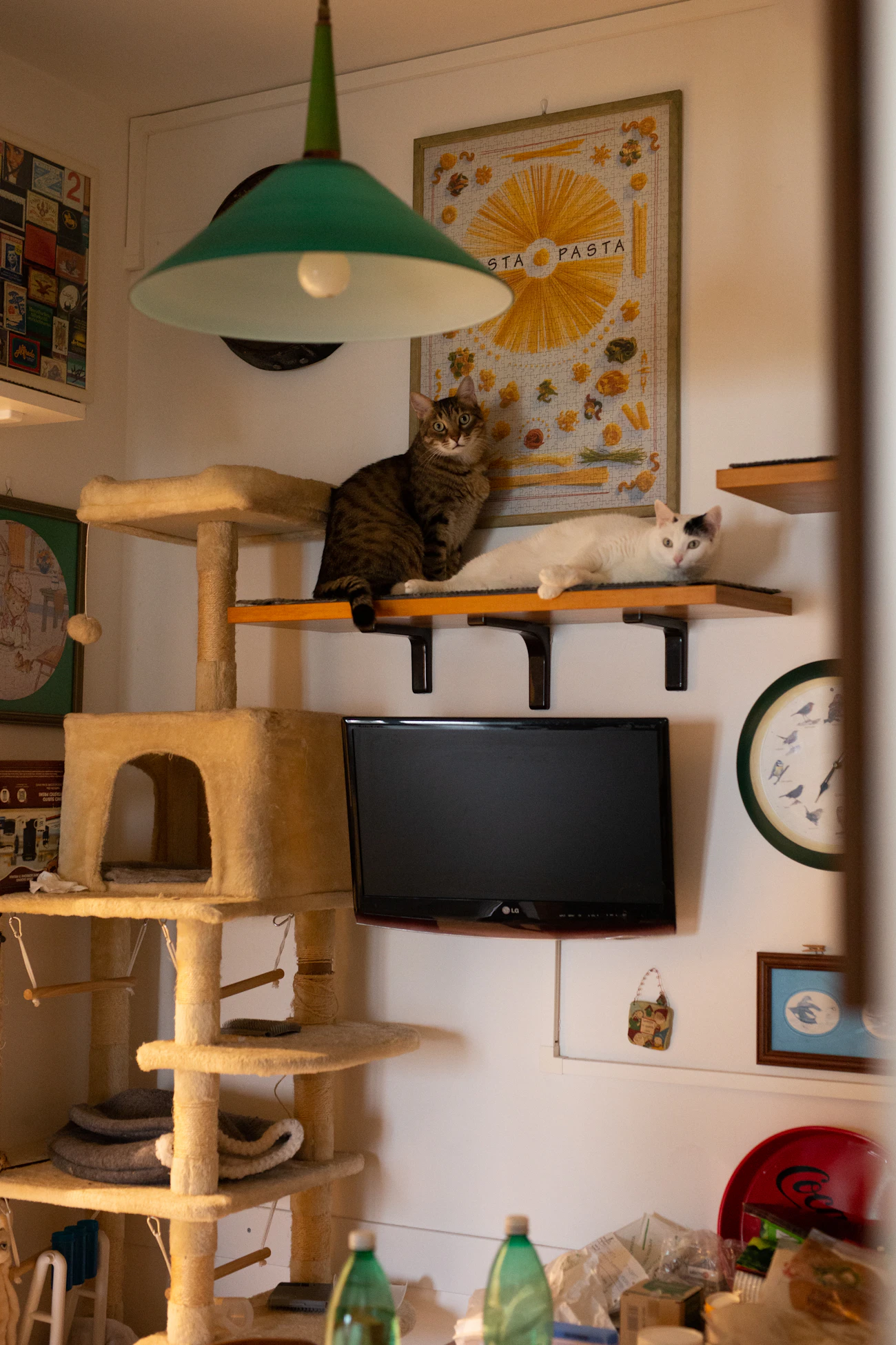 ライフスタイル別の記事「多頭飼育で追加飼育を契約前に確認する」のアイキャッチ画像