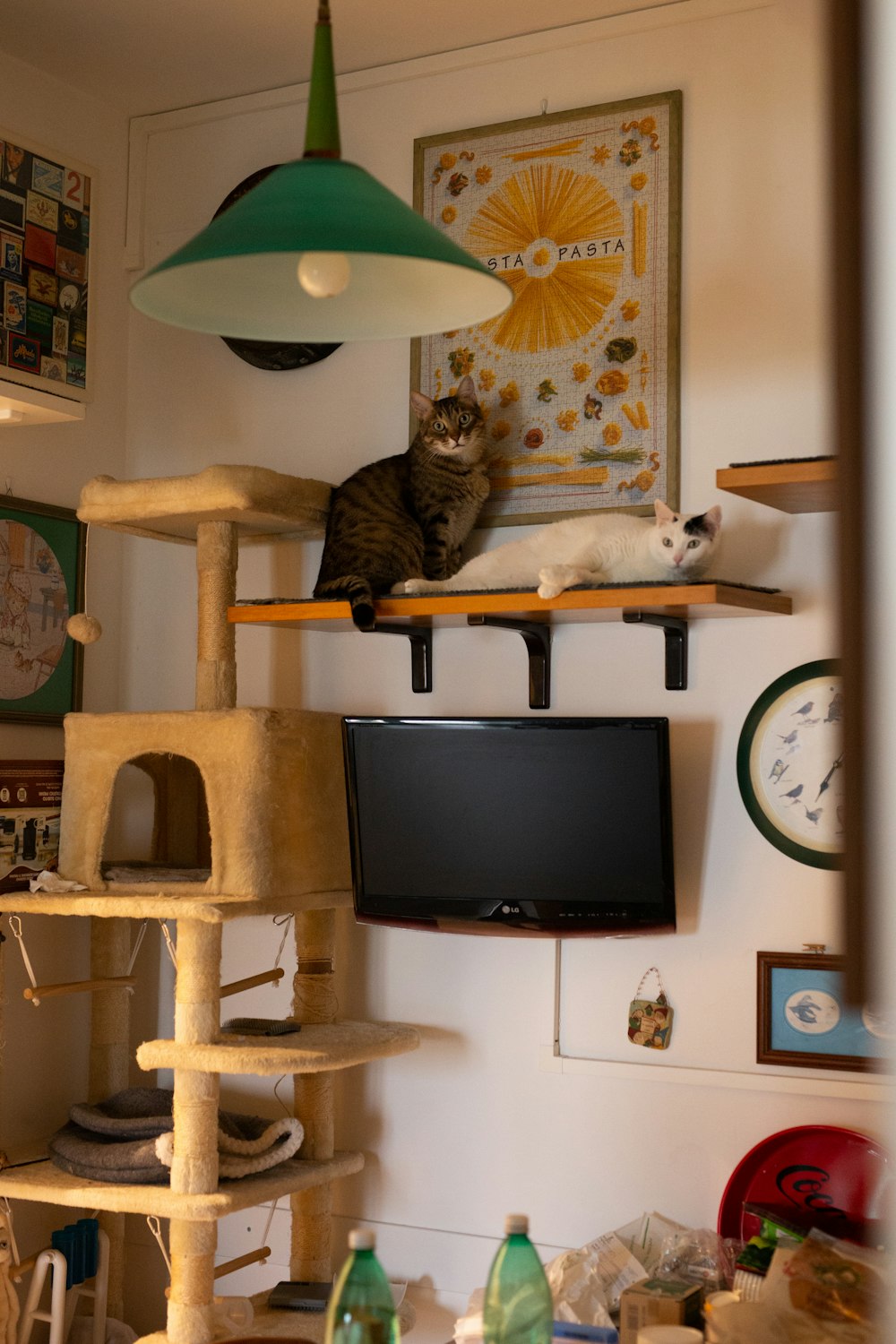 a cat sitting on top of a cat tree