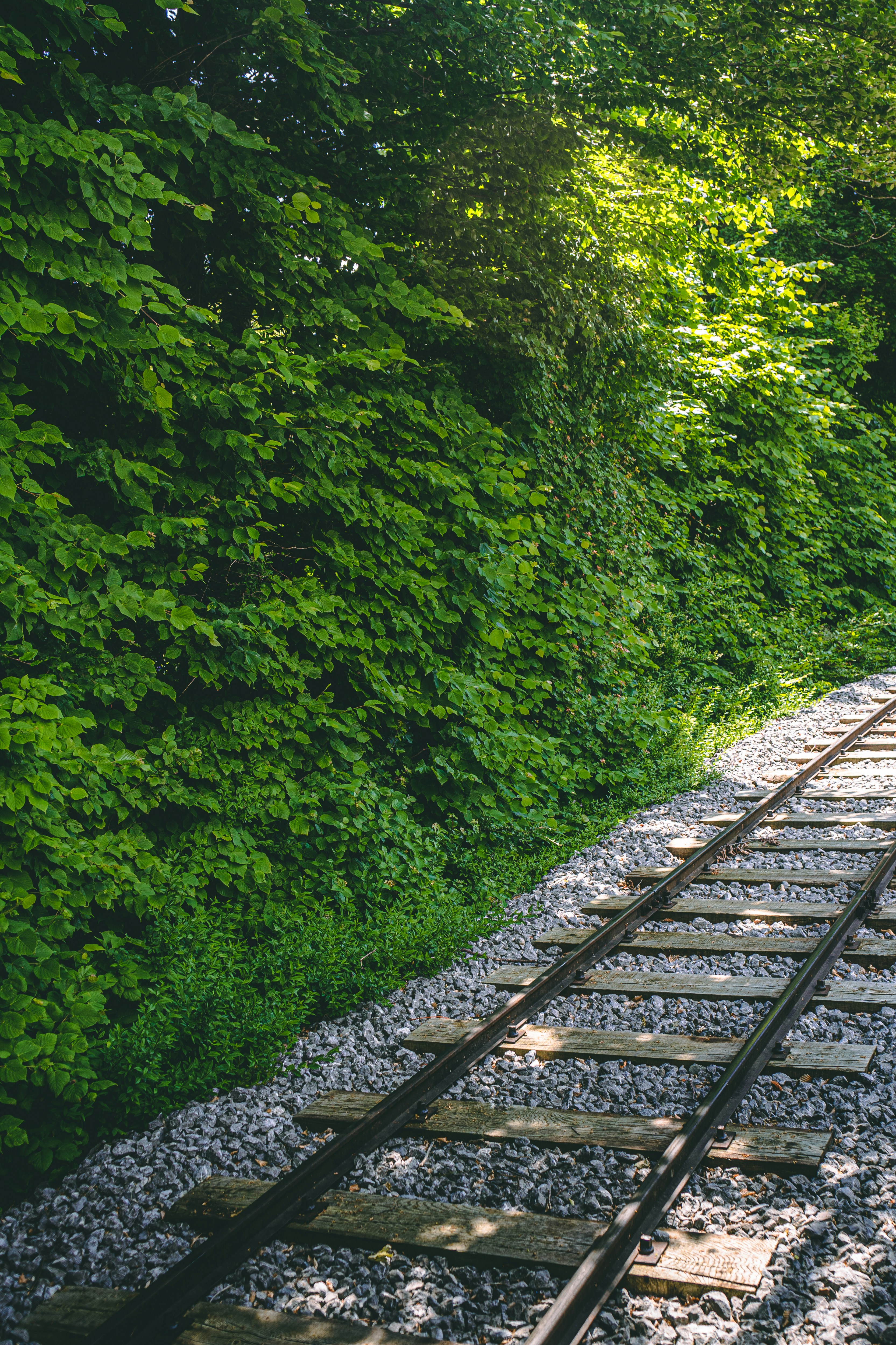 A train track running through a lush green forest photo Free Alemania