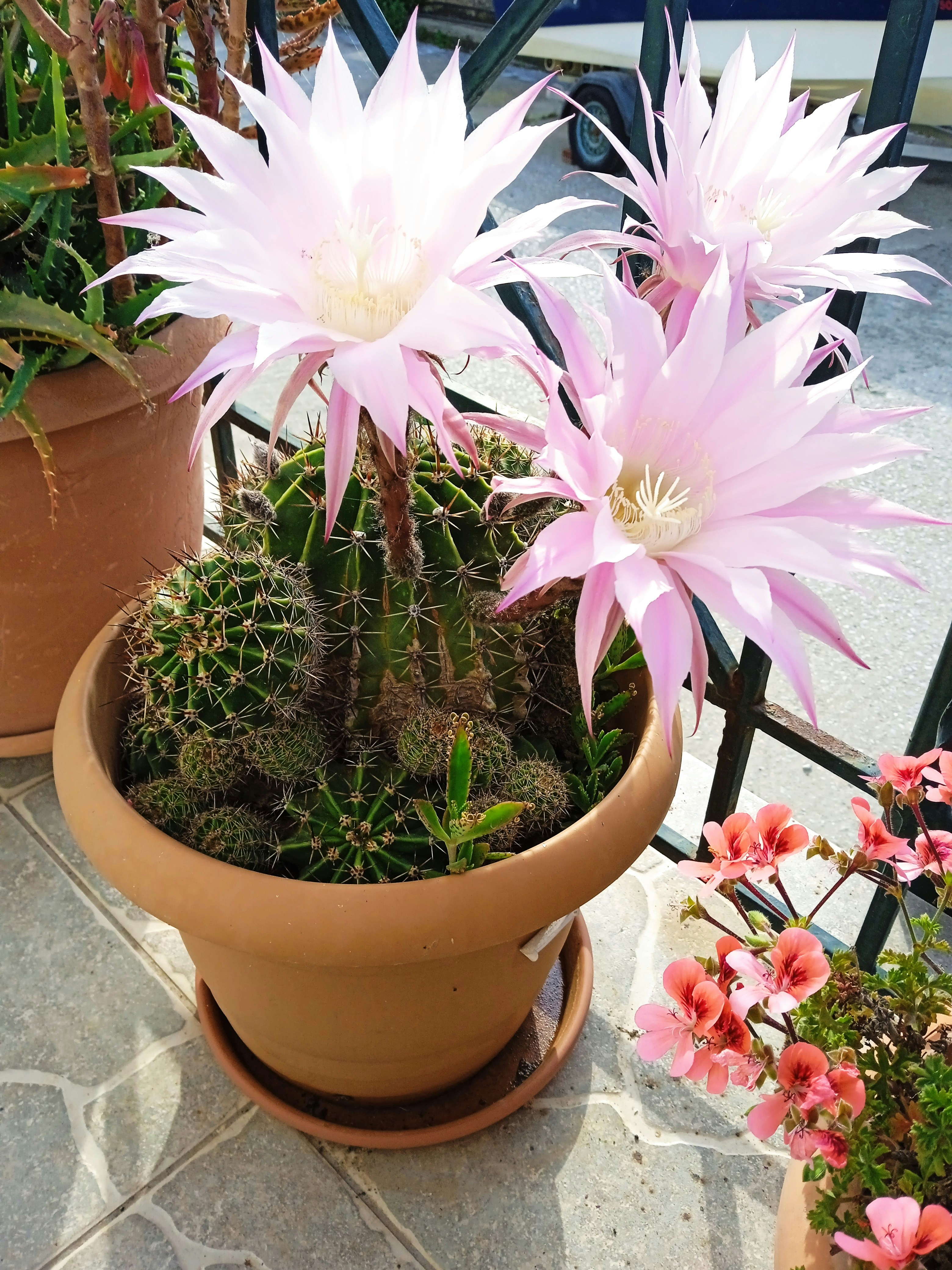 Floral Care Tips for Arizona’s Extreme Climate