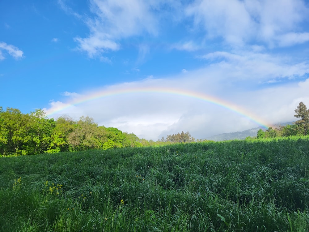 a rainbow in the sky over a lush green field