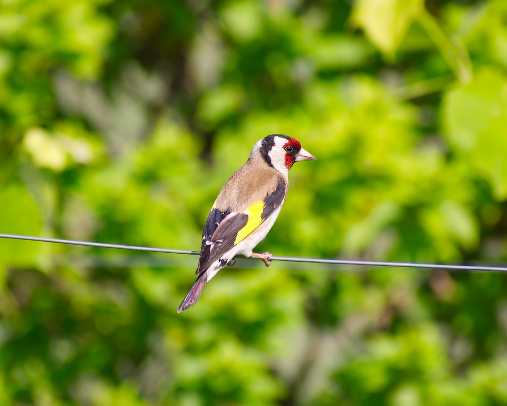 a small bird sitting on a wire in front of some trees