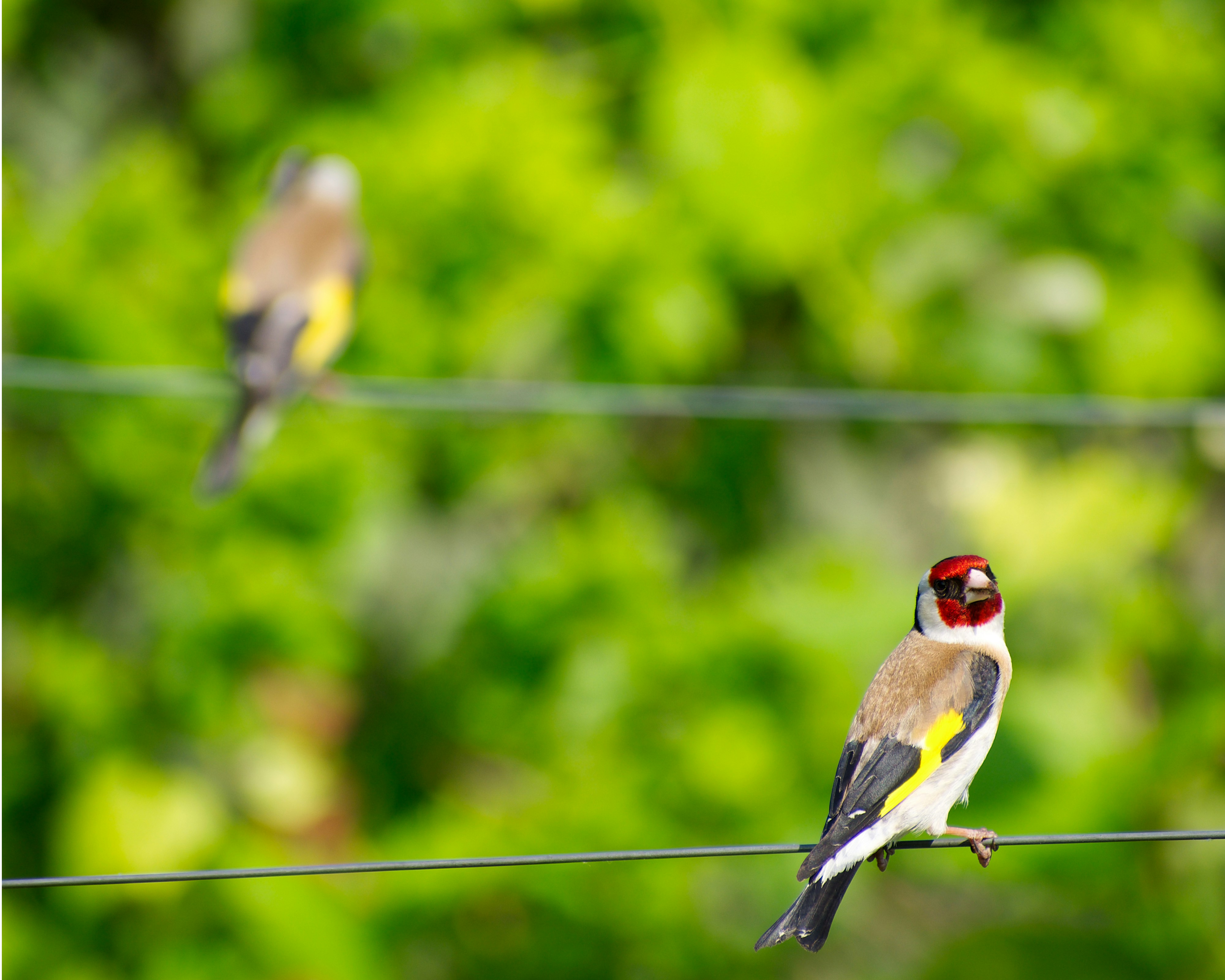 a couple of birds sitting on top of a wire