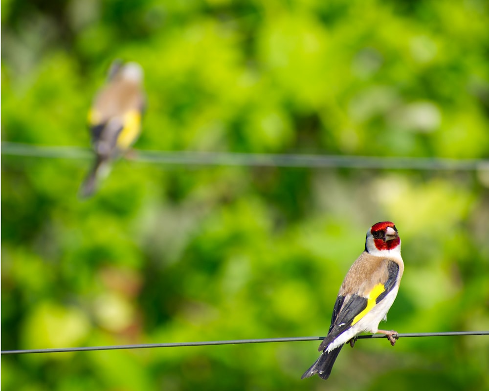 a couple of birds sitting on top of a wire