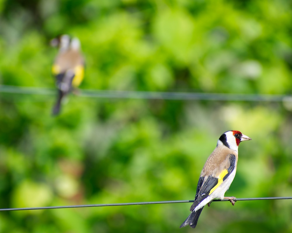 a couple of birds sitting on top of a power line