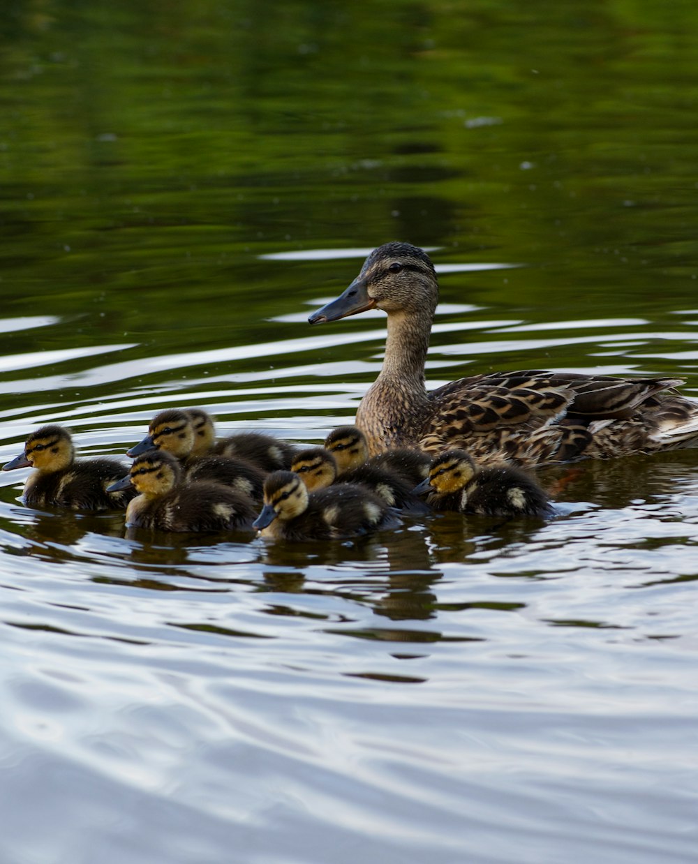 a mother duck with her ducklings swimming in a pond
