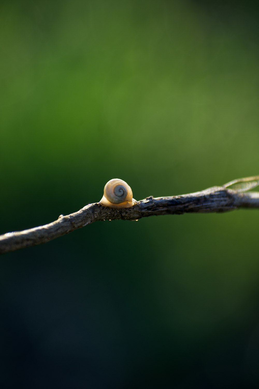 a snail is sitting on a tree branch