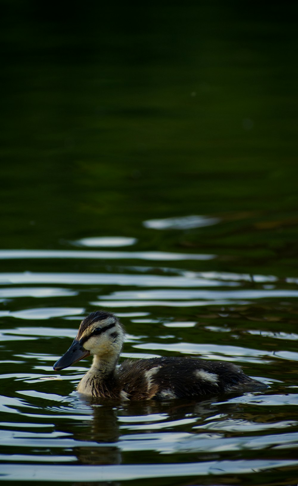 a duck floating on top of a body of water