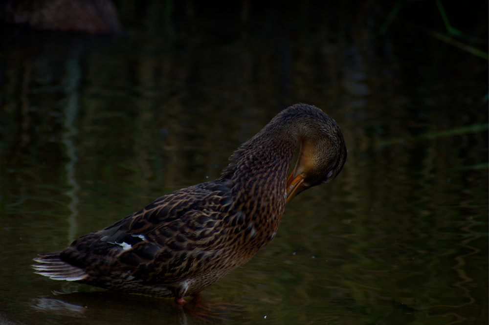 a duck that is standing in some water