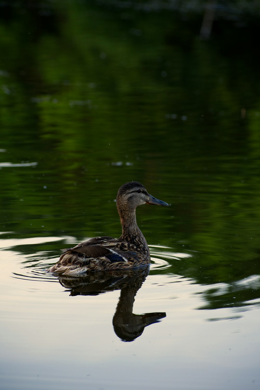 a duck floating on top of a body of water