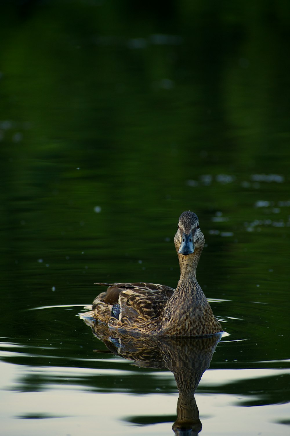 a duck floating on top of a body of water