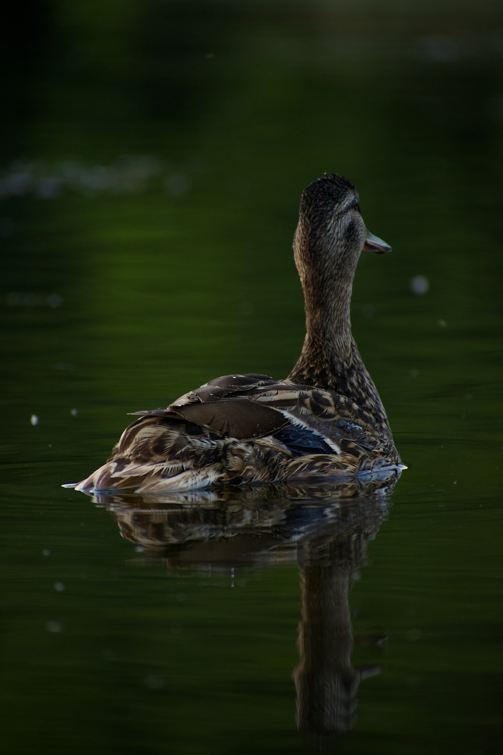 a duck floating on top of a body of water