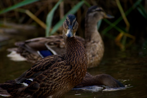 Two ducks are swimming in a natural setting with reeds in the background. The foreground duck has a distinctive brown and black feather pattern, and both ducks are partially submerged in the water.