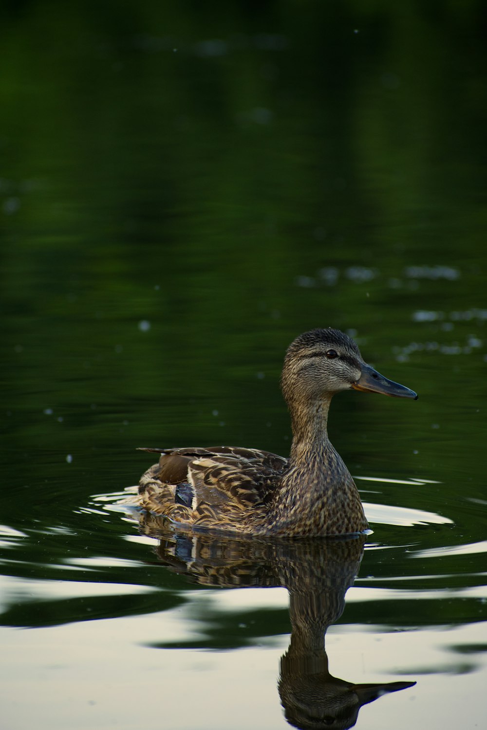 a duck floating on top of a body of water