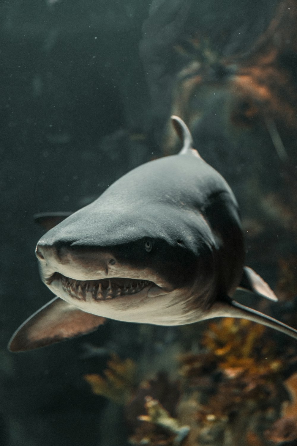 a shark swimming in an aquarium with its mouth open
