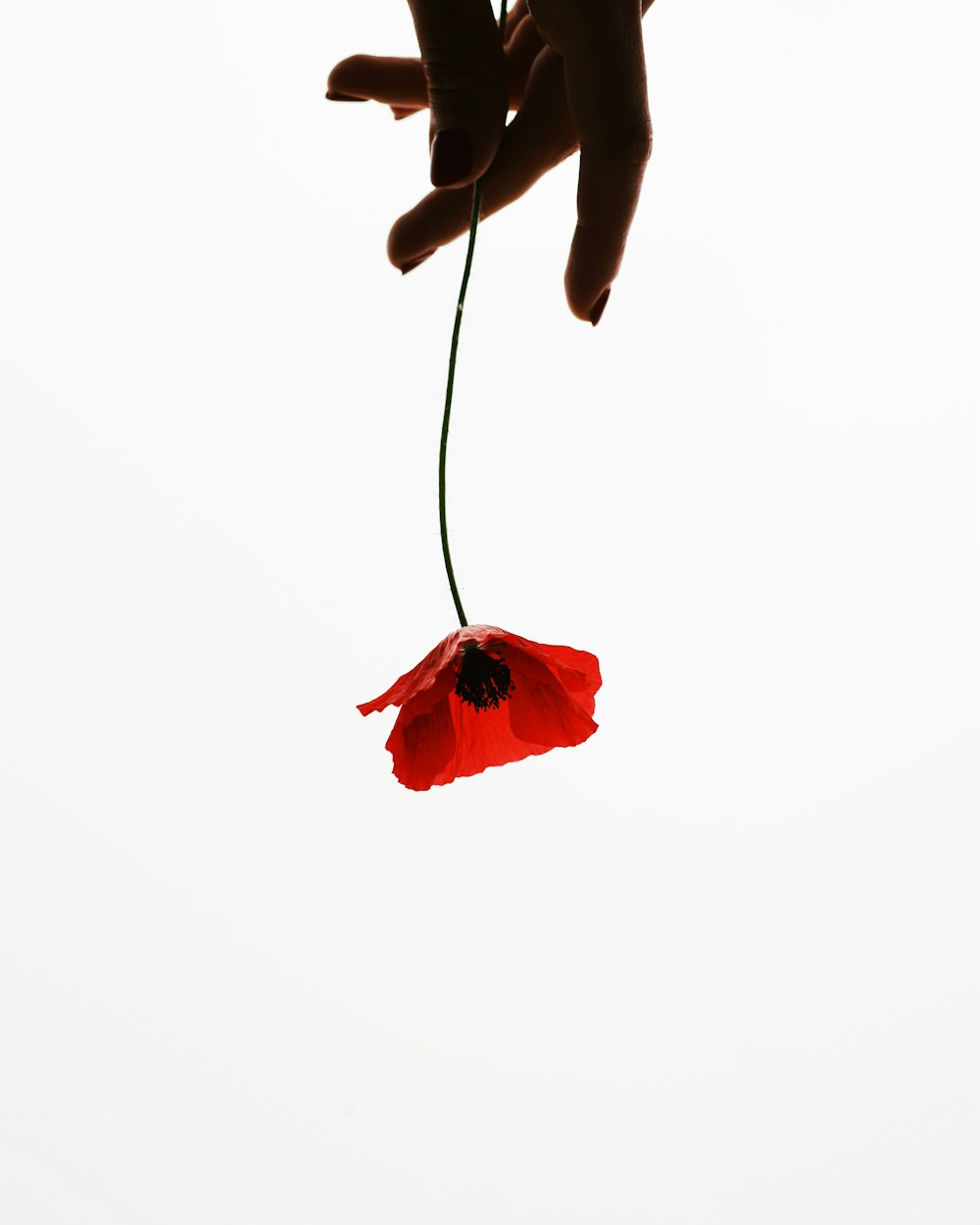 a person holding a red flower in their hand