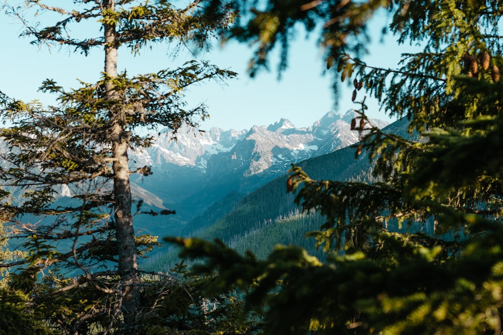 a view of a mountain range through the trees