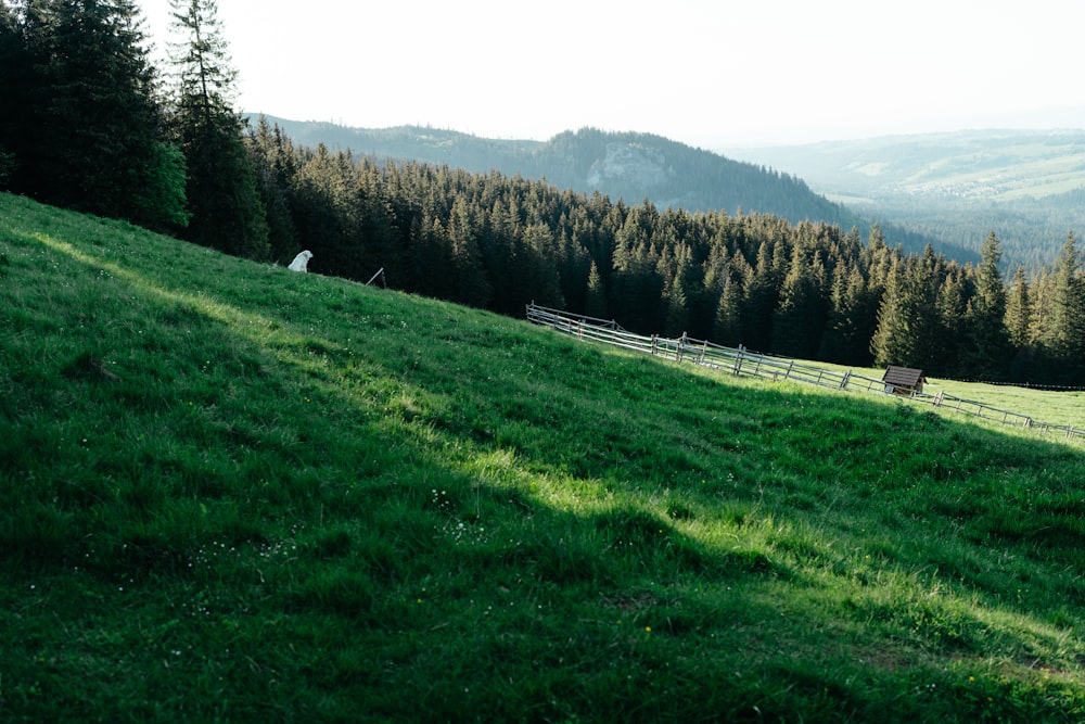 a lush green hillside covered in lush green grass