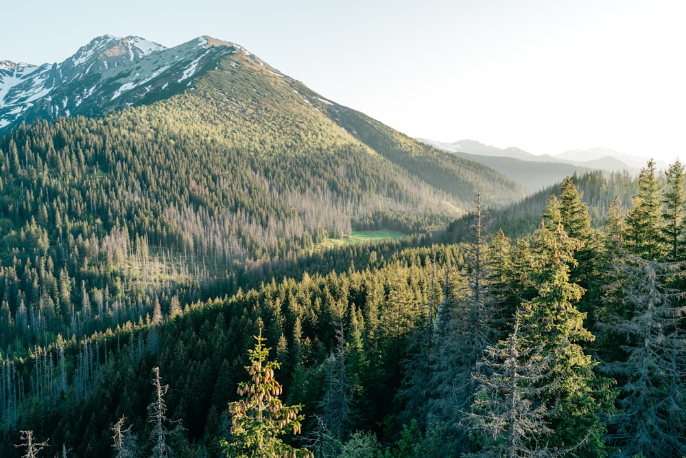 una vista di una foresta con una montagna sullo sfondo