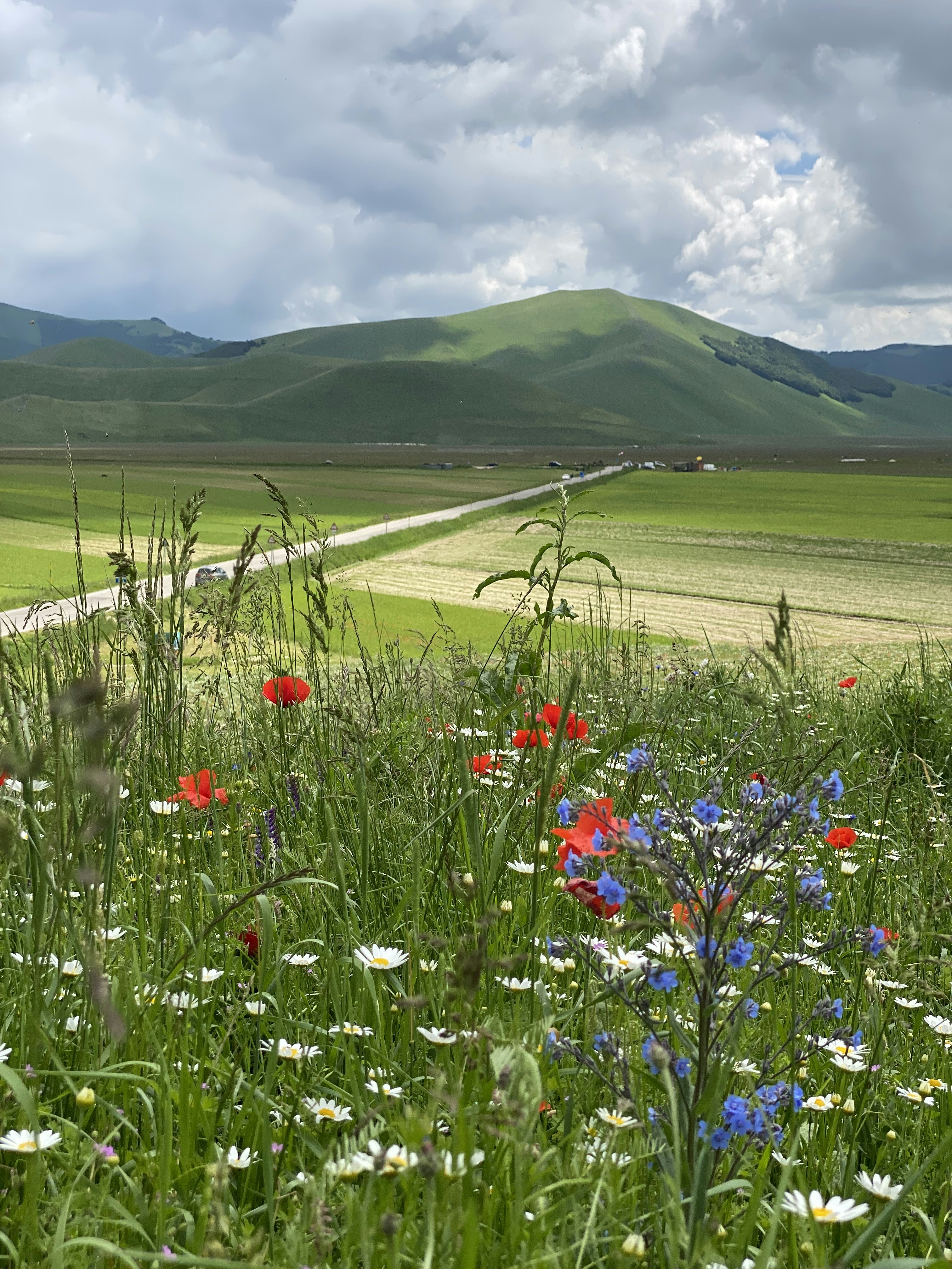 Lush green meadow with wildflowers and rolling hills in warm afternoon light