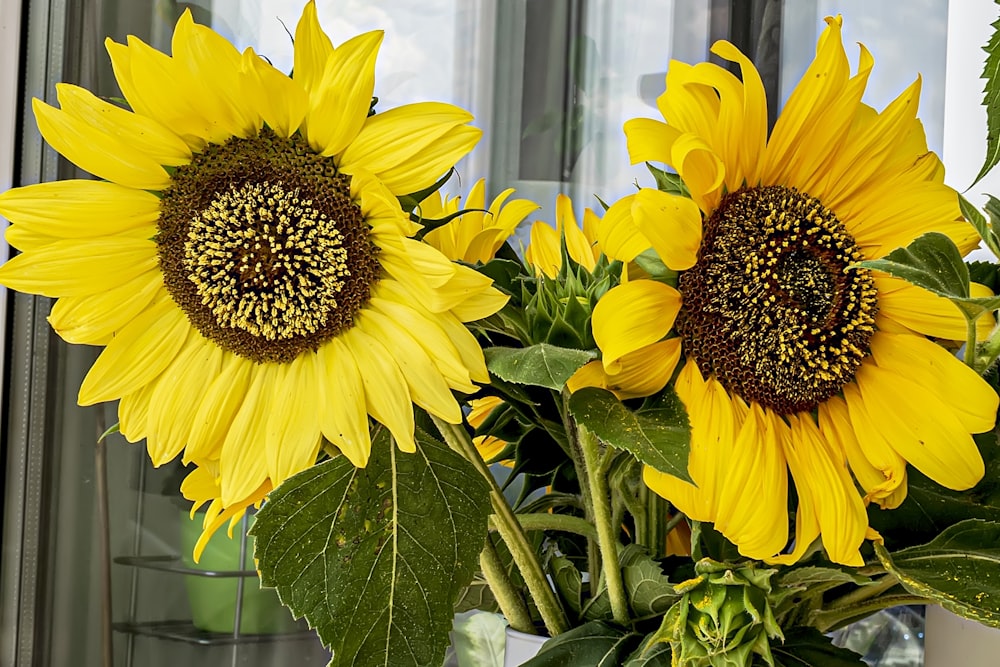 a vase filled with yellow sunflowers next to a window