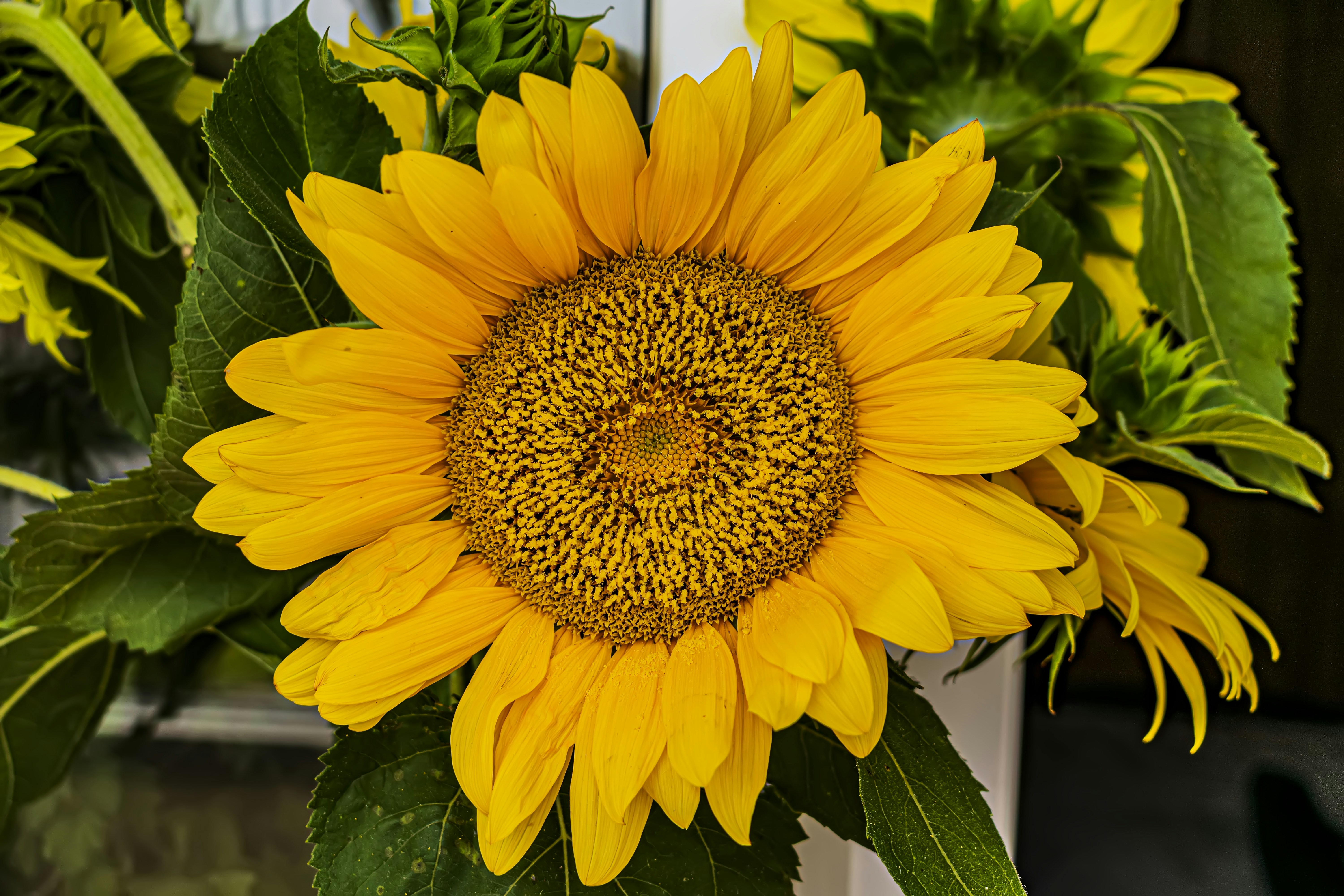 Sunflower Seeds Pack