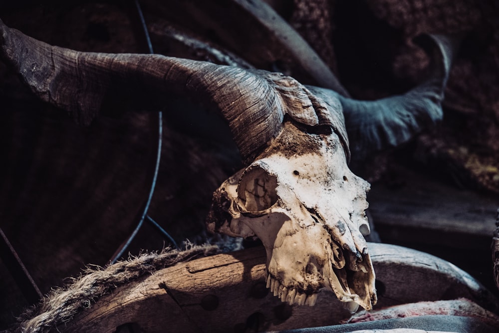 a horned animal skull with horns on display