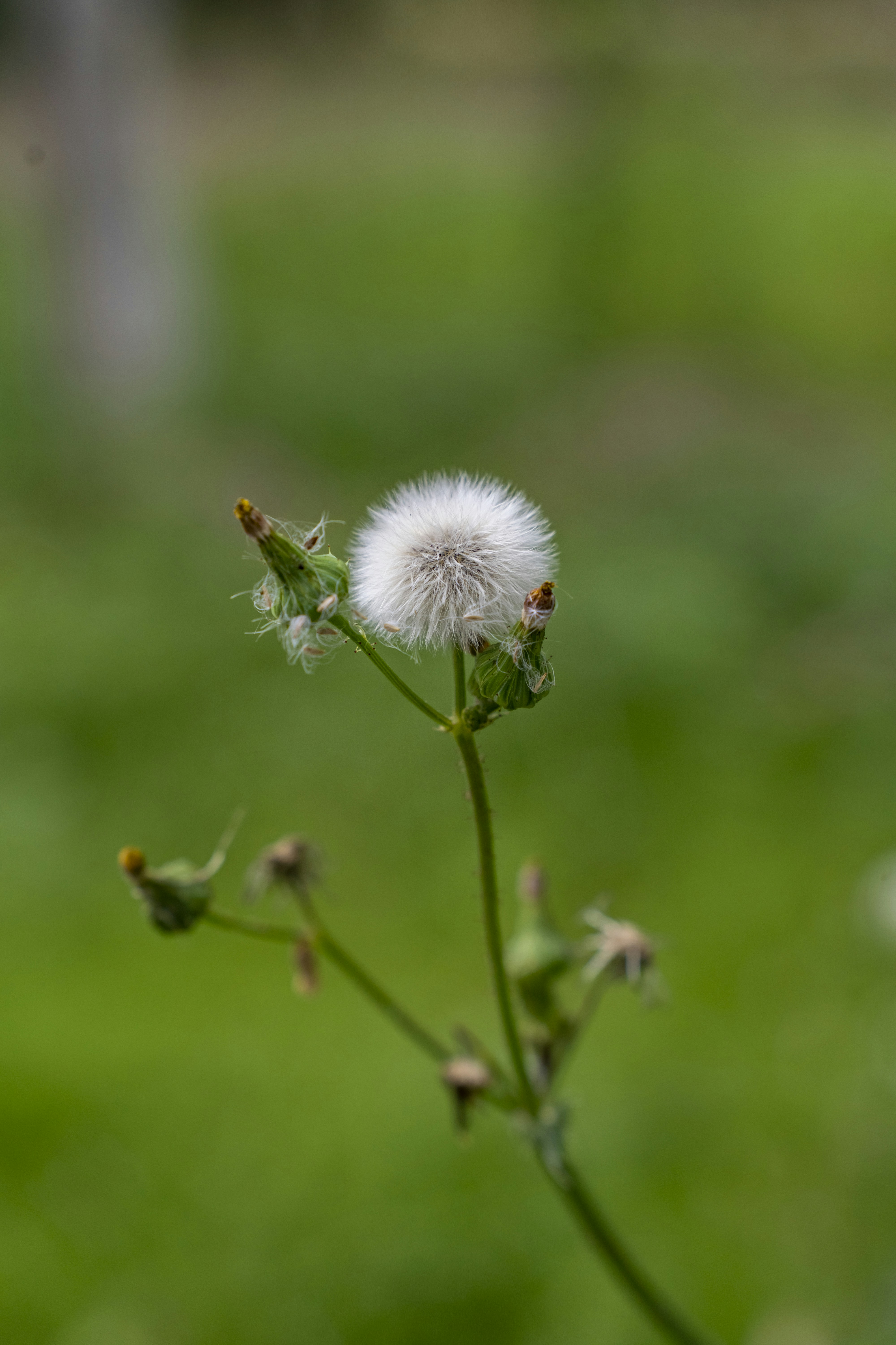 Photo by kevinwang413156