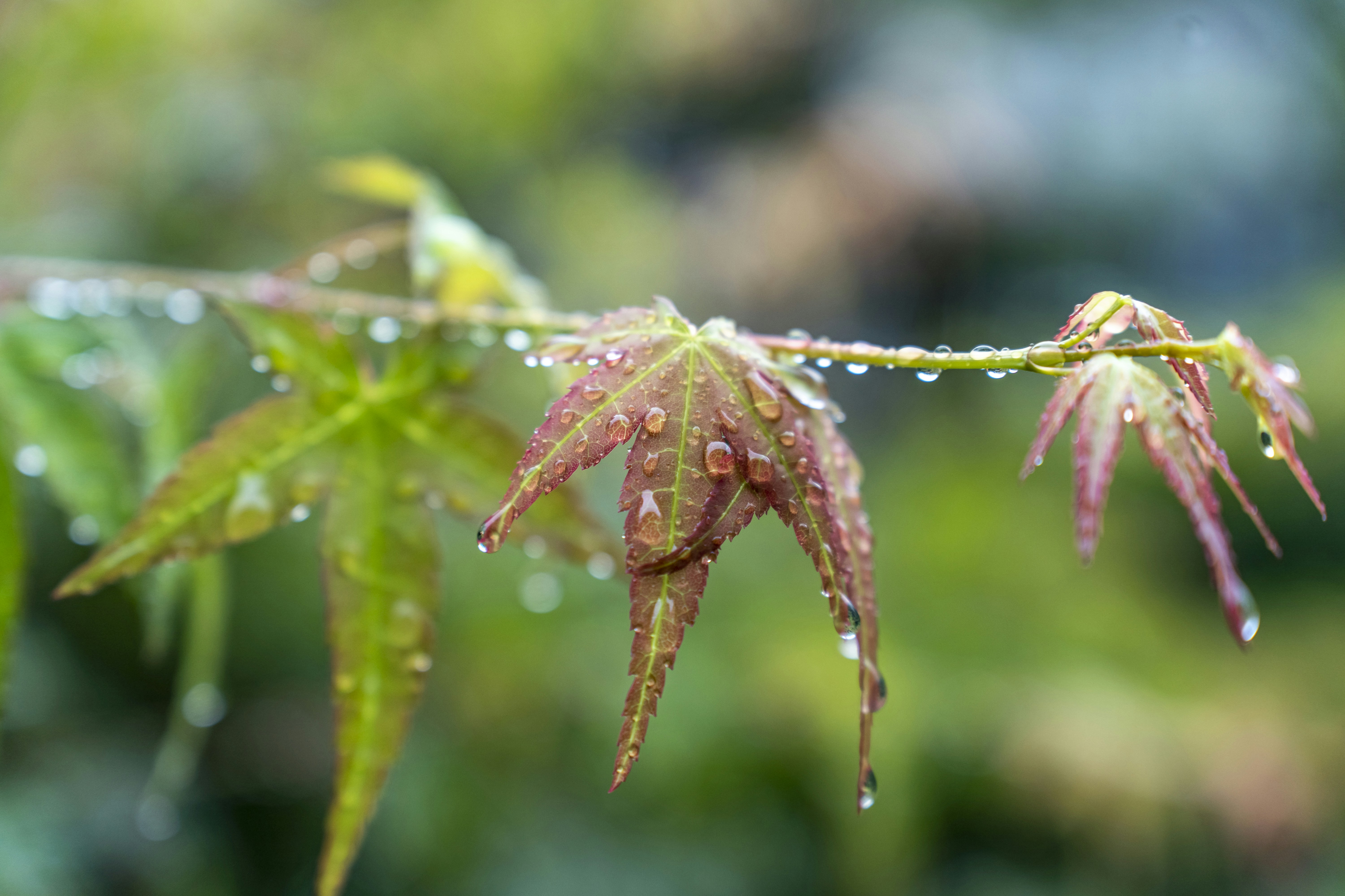 Photo by kevinwang413156